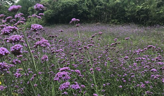 下游需求驱动：聚丙烯薄壁注塑料关注度上升